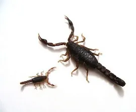 sds ilaçlama, akrep dezenfeksiyonu, kocaeli, karamürsel