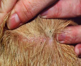 sds ilaçlama, bit dezenfeksiyonu, kocaeli, karamürsel