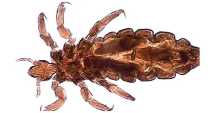 bit ilaçlama hizmeti, kocaeli, karamürsel