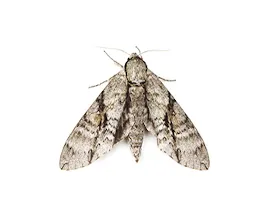 sds ilaçlama, güve dezenfeksiyonu, kocaeli, karamürsel