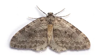 güve ilaçlama hizmeti, kocaeli, karamürsel