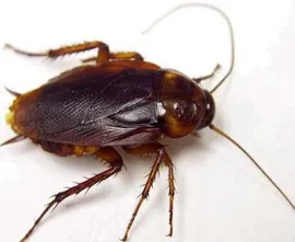 sds ilaçlama, hama böceği dezenfeksiyonu, kocaeli, karamürsel