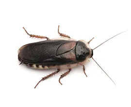 sds ilaçlama, karafatma dezenfeksiyonu, kocaeli, karamürsel