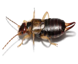 sds ilaçlama, kulağakaçan dezenfeksiyonu, kocaeli, karamürsel